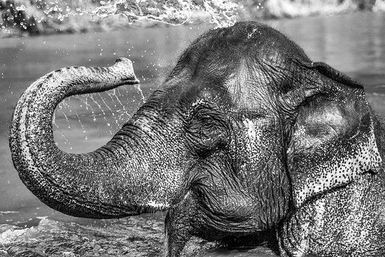 Conserve Natural Forests